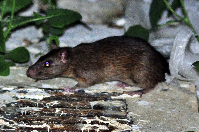 Big Rat Outside Kitchen Window