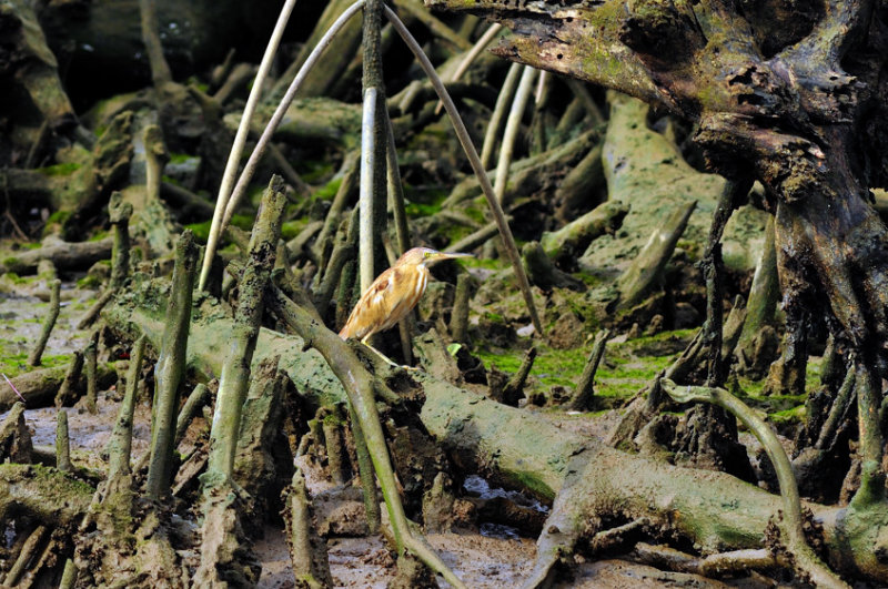 Heron In Spooky Mangrove Woods