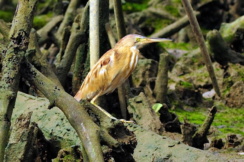 Yellow Bittern (Ixobrychus sinensis)  In Spooky Mangrove Woods, Closer