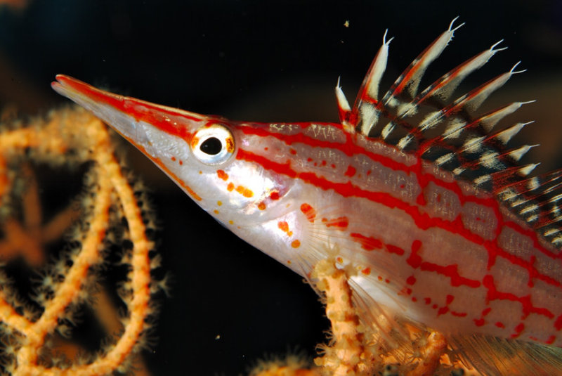 Longnose Hawksfish, My Love... 