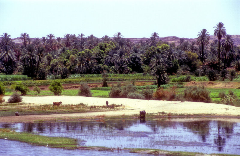 Bucholic Banks of the Nile