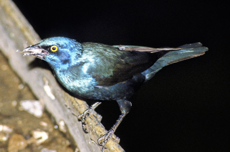 Cape Glossy Starling, Lamprotornis nitens,  With Prey 
