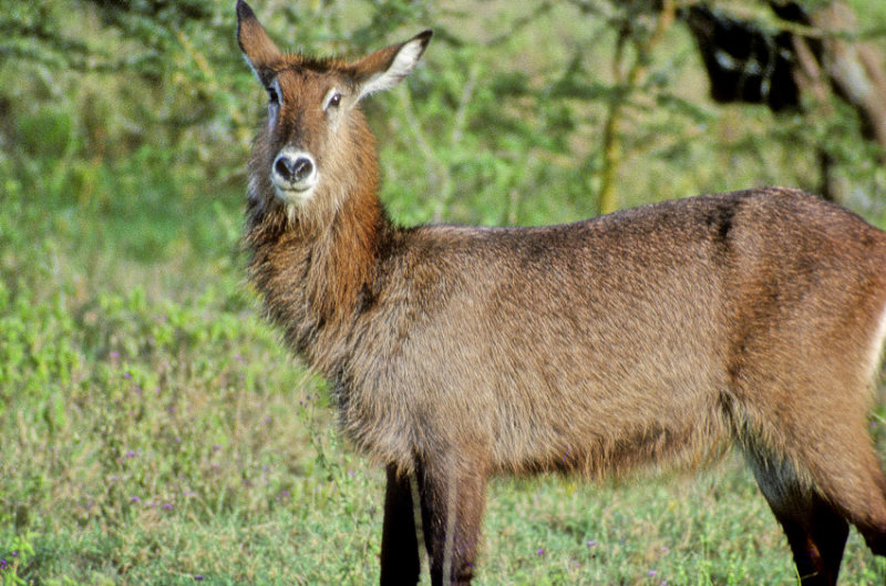 Female Water Buck, Cobus defassa 