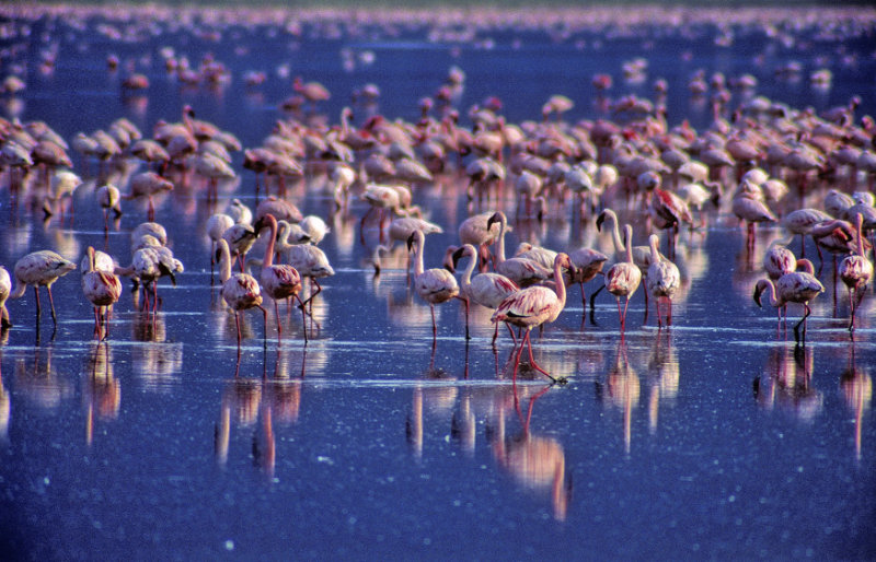 Sea Of Pink 