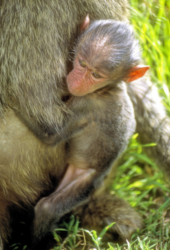 Clinging To Mother 