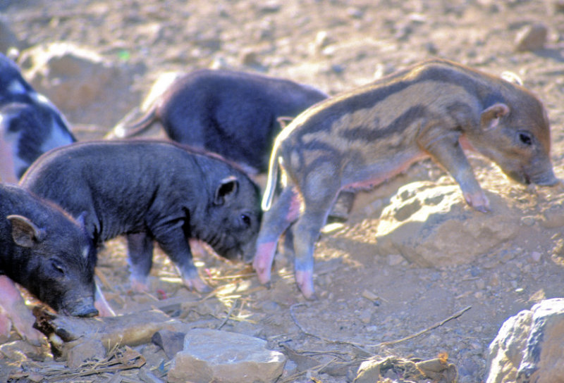 Wild Baby Pigs 