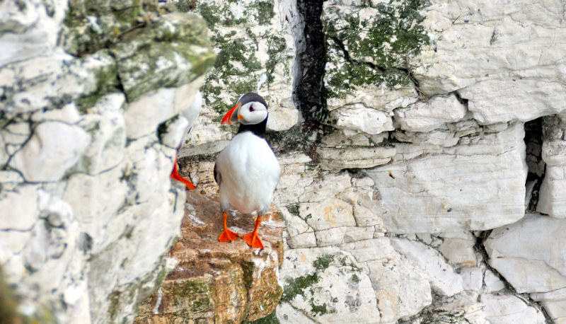 Puffin At Bempton