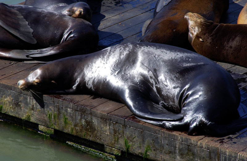 Basking In The Californian Sun