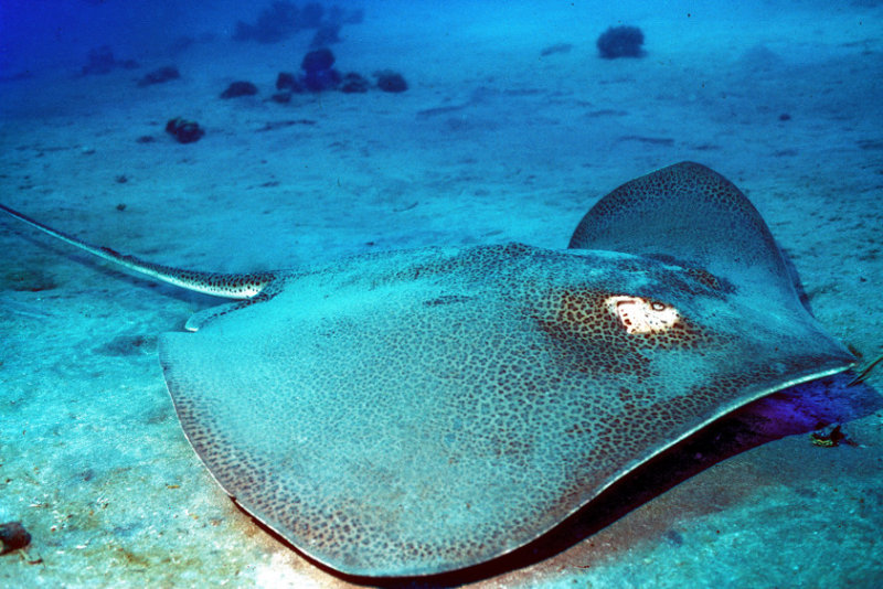 Unexpected Visitor: Honeycomb Stingray (Himantura uarnak )
