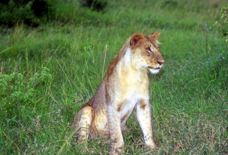 Young Lion: King In The Making?