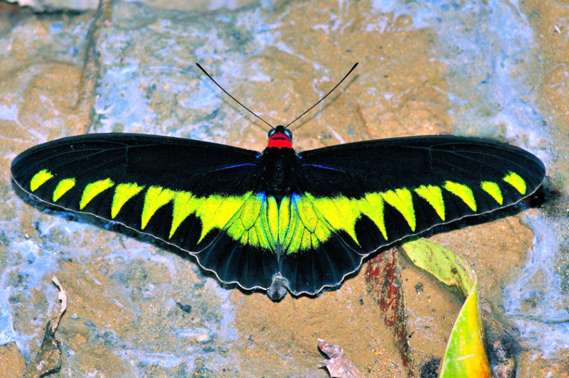 Raja Brooks Butterfly