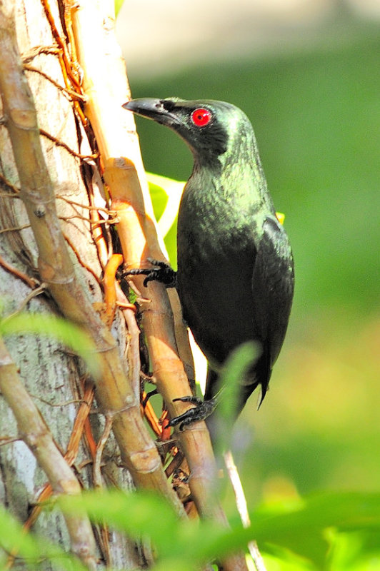 Reptile Like Bird = Asian Glossy Starling (Aplonis panayensis) 