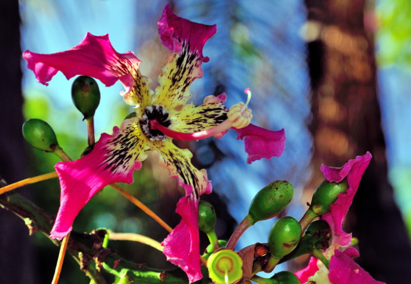 Strange Tropical Flowers