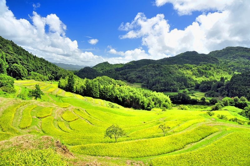 Rice Fields in Late Summer