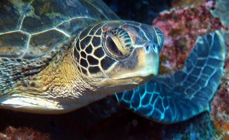 Green Turtle Resting 