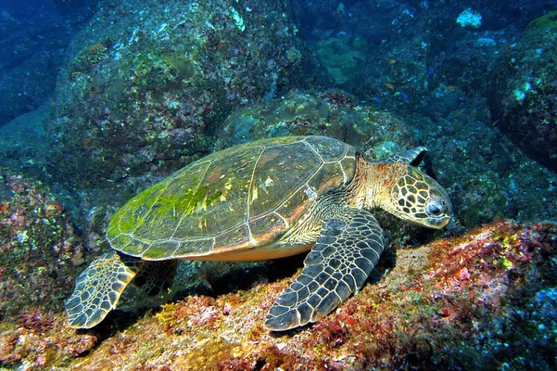 Green Turtle Eating On Rocks 