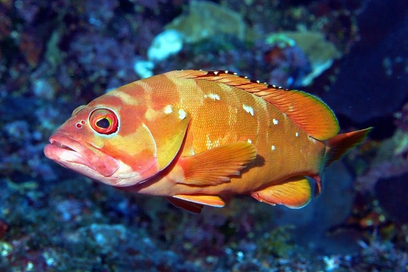 Grouper Epinephelus fasciatus