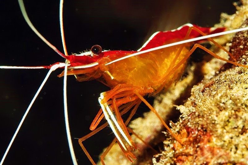 Cleaner Shrimp 