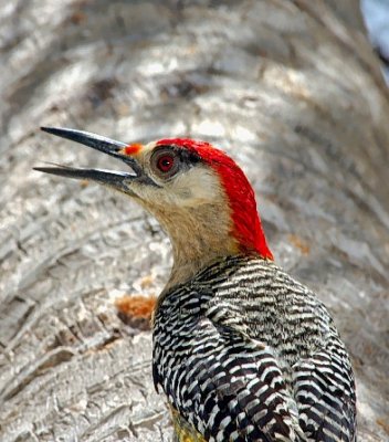 Cuban Woodpecker - West Indian Woodpecker Melanerpes superciliaris