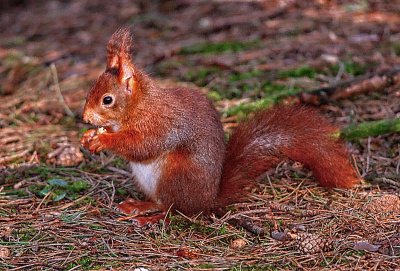 Red Squirrel  (Sciurus vulgaris) 