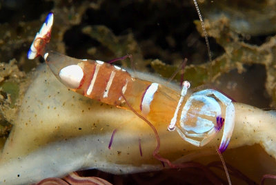 Cleaner Shrimp With Eggs Ancylomenes magnificus