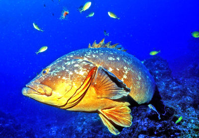 Acores Grouper