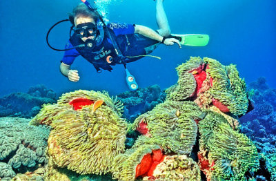 Giant Anemones