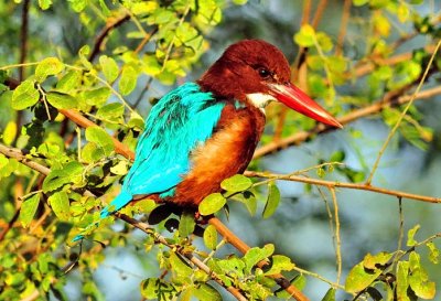 White-throated Kingfisher 'Halcyon smyrnensis'