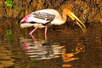 Fishing- Painted Stork (Mycteria leucocephala) 