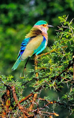 Bird of many colours