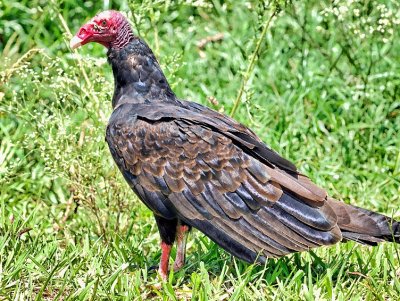 Cuban Turkey Vulture (Cathartes aura) 