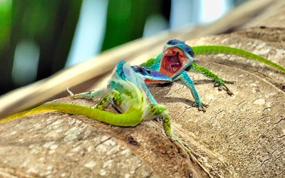 Lizards fighting