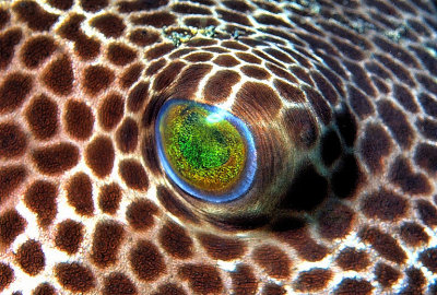 Boxfish eye