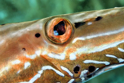 Pipefish eye