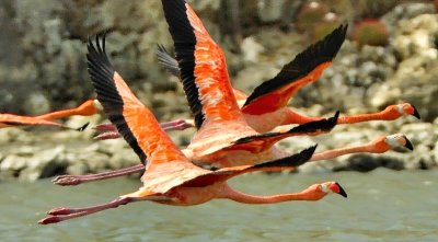 Flamingo Formation