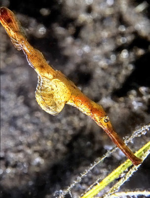 Robust Ghost Pipefish, 'Solenostomus cyanopterus'