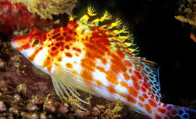 Dwarf Hawkfish, 'Cirrhitichthys falco'