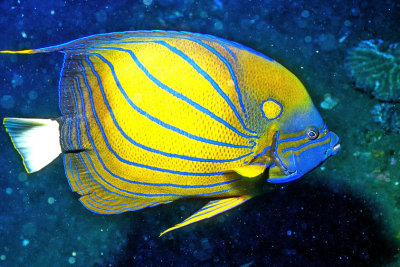 Angelfish