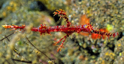 Ornate Ghost Pipefish, 'Solenostomus paradoxus'