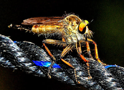 Robber Fly  at Temple Rope