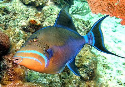 Triggerfish