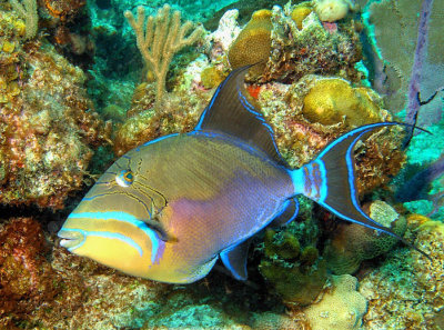 Triggerfish: going to hide...