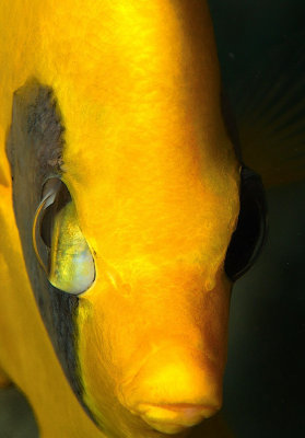 Yellow Diskfish Portrait close
