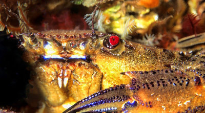 Red Eyed Crab with Purple Claws