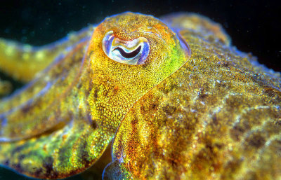 Cuttlefish Eyes