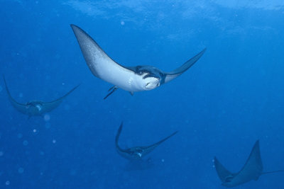 Eagle Rays Ballet