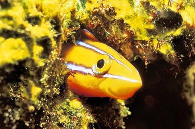 Bluestriped Fangblenny, 'Plagiotremus rhinorhynchos', Smiling