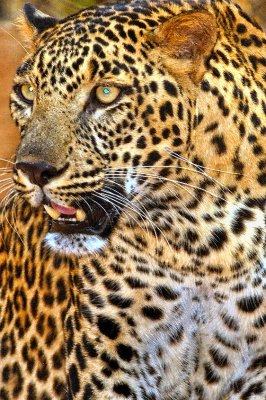 The Leopard's Stare