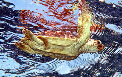 Baby Turtle - Atlantic Sea Turtle, Caretta caretta'