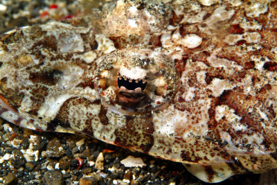 CrocodileFish Eye